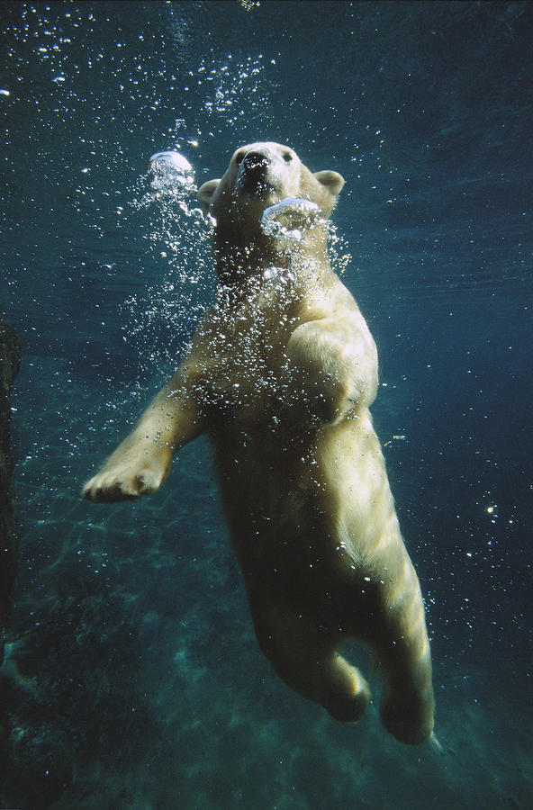 Polar Bear Swimming Underwater #1 Photograph by San Diego Zoo