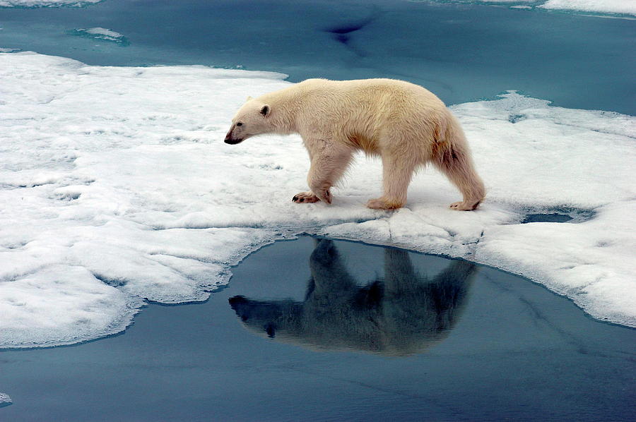 Nature Photograph - Polar Bear #1 by Thomas Nilsen/science Photo Library