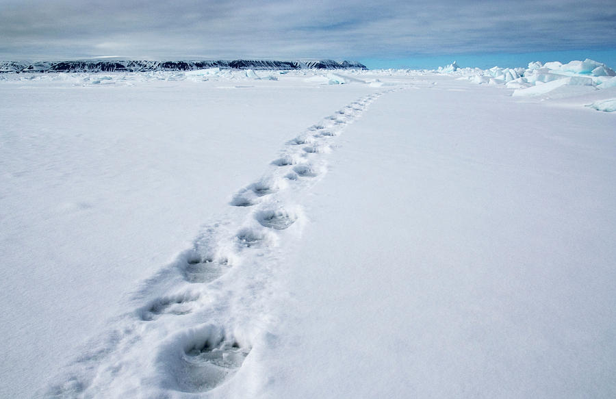 Polar Bear Tracks #1 Photograph by Louise Murray/science Photo Library