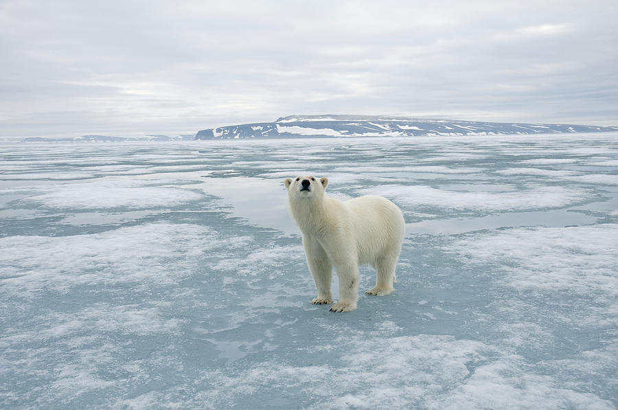 Nature Photograph - Polar Bear Travels Along Sea Ice #1 by Steven Kazlowski