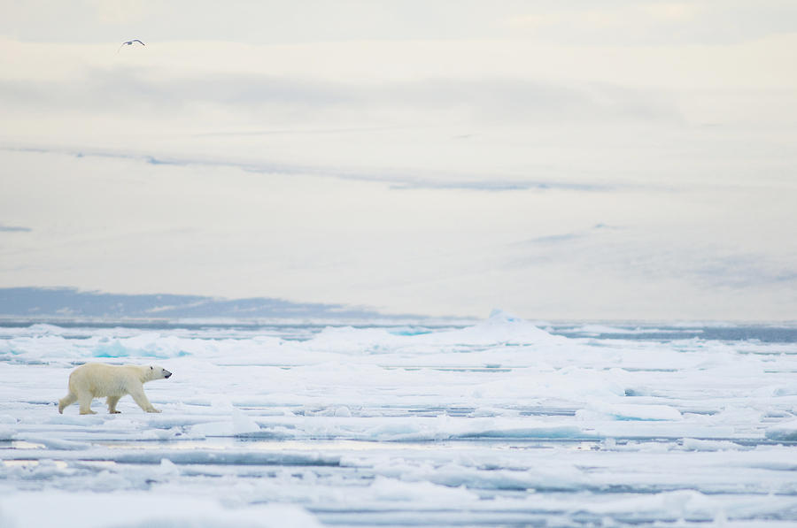 Nature Photograph - Polar Bear Travels On Sea Ice Floating #1 by Steven Kazlowski