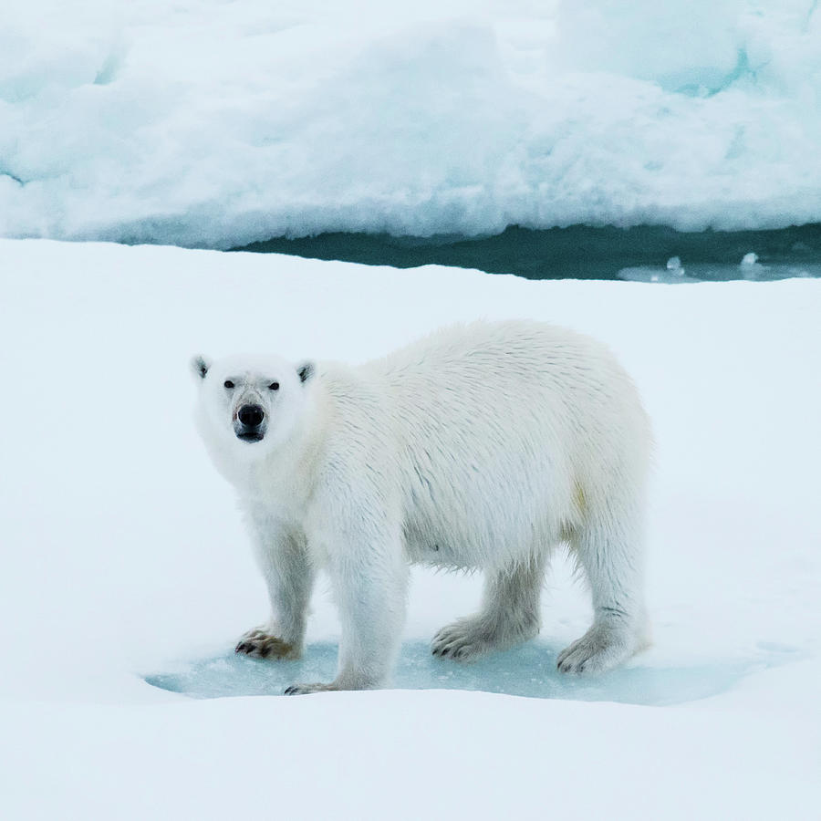 Polar Bear Ursus Maritimus Standing #1 Photograph by Animal Images - Pixels