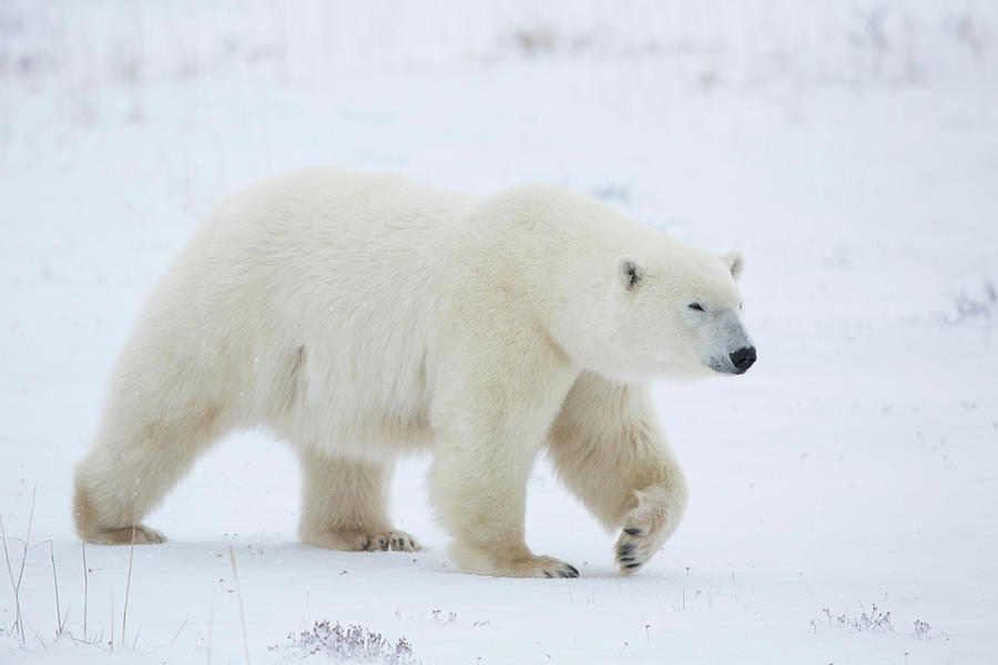 Polar Bear Ursus Maritimus Walking #1 Photograph by Panoramic Images