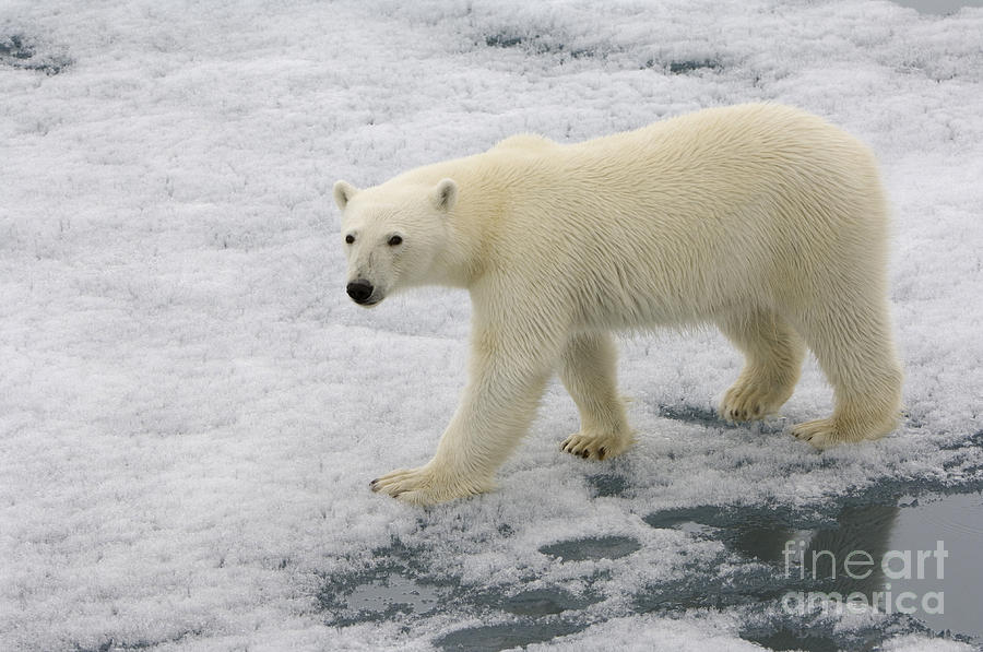 Polar Bear Walking On Ice #1 Photograph by John Shaw
