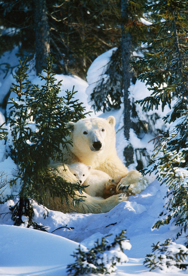 Polar Bear With Cub #1 Photograph by M. Watson