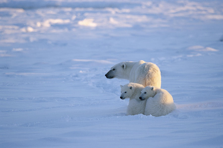 Polar Bear With Two Cubs Churchill #1 Photograph by Konrad Wothe