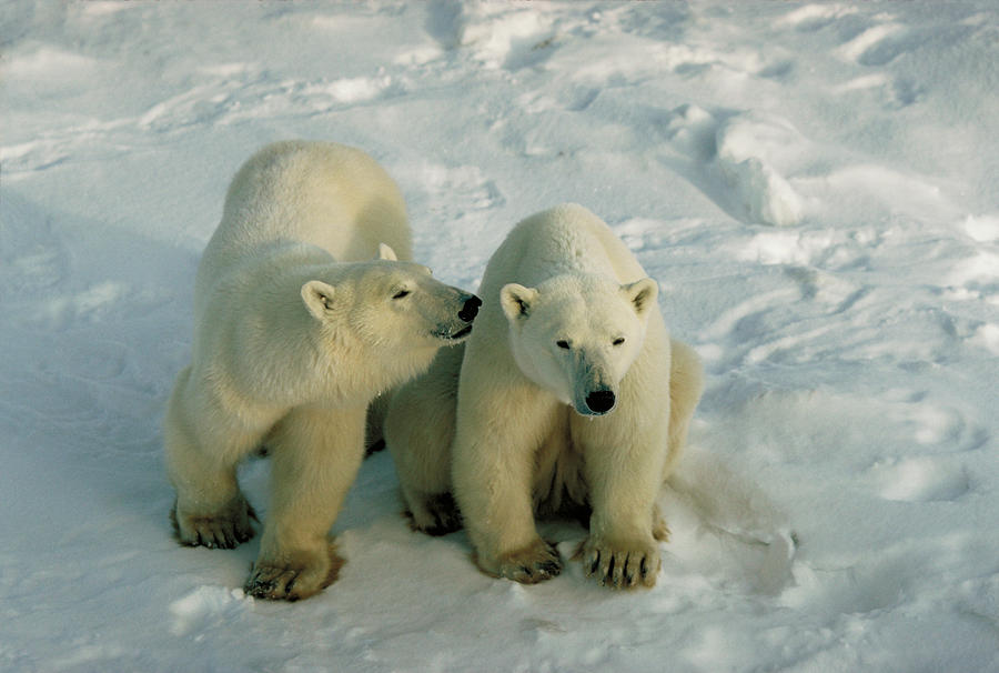 Polar Bears #1 Photograph by Dan Guravich