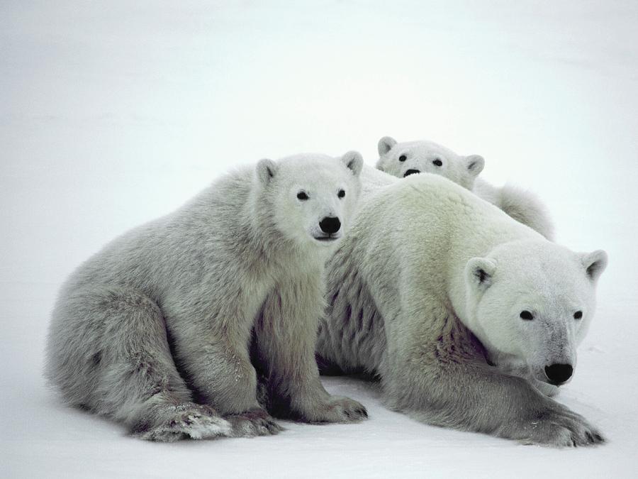 Polar Bears #1 Photograph by David Woodfall Images/science Photo Library