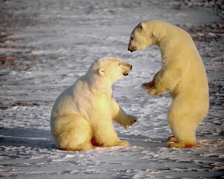 Polar Bears Playing #1 Photograph by Science Photo Library Polar Bears Playing #1 Photograph by Science Photo Library