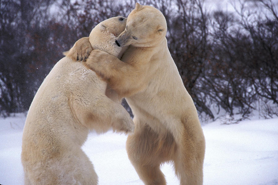 Polar Bears Sparring #1 Photograph by Randy Green