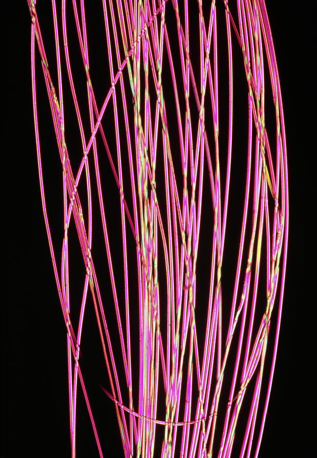 Polarised Light Micrograph Of Nylon Fibres #1 Photograph by Sidney Moulds/science Photo Library