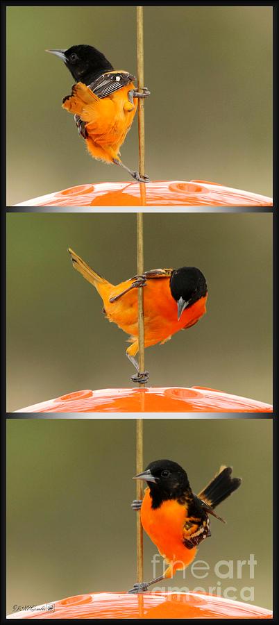 Blackbird Photograph - Pole Dancer #4 by J McCombie