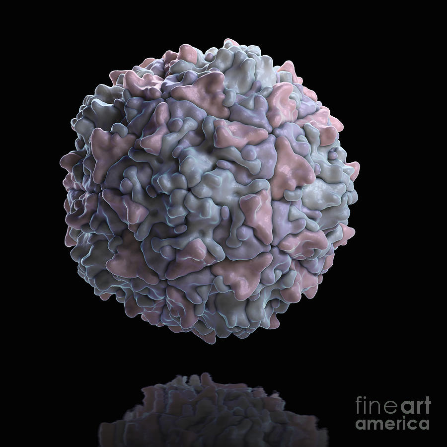 Poliovirus #1 Photograph by Science Picture Co