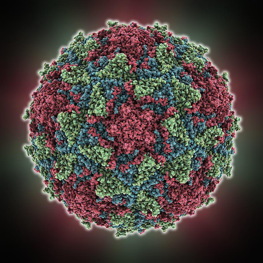Ball Photograph - Poliovirus type 3 capsid, molecular #1 by Science Photo Library