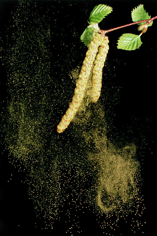 Pollen From A Silver Birch #1 Photograph by Science Photo Library Pollen From A Silver Birch #1 Photograph by Science Photo Library