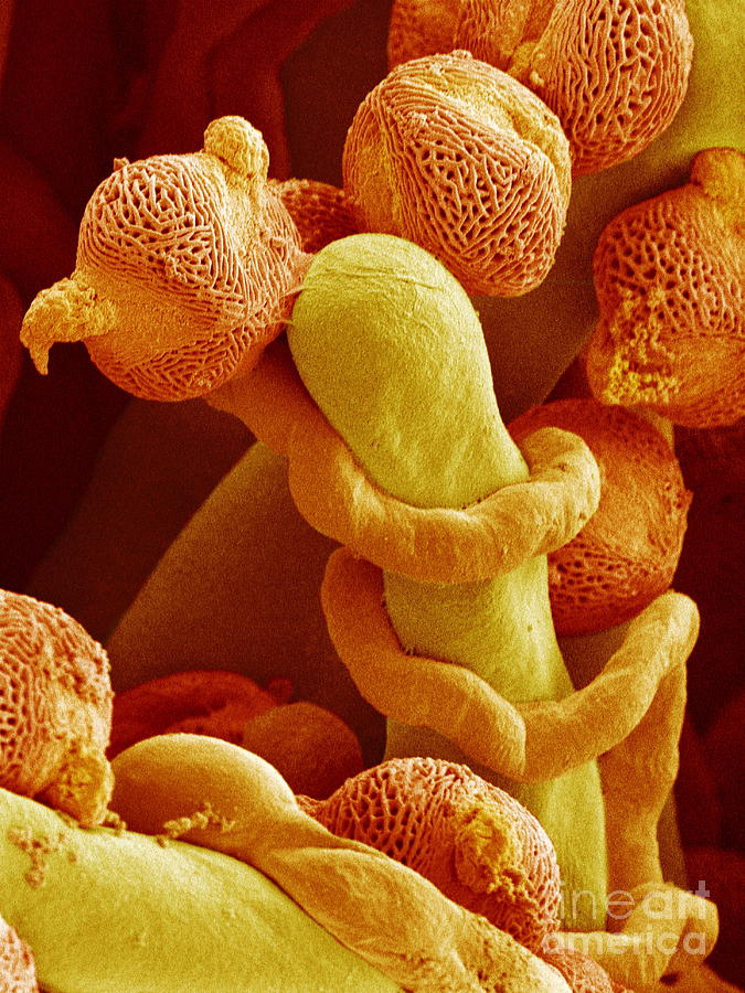 Pollen Tubes, Sem #1 Photograph by Susumu Nishinaga