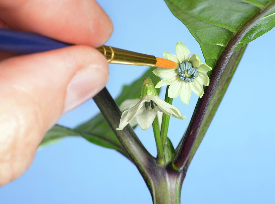 Flower Photograph - Pollination Of Carolina Reaper Chilli #1 by Cordelia Molloy