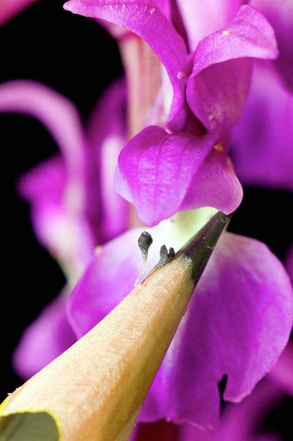 Orchid Photograph - Pollination Of Orchis Mascula #1 by Dr Jeremy Burgess