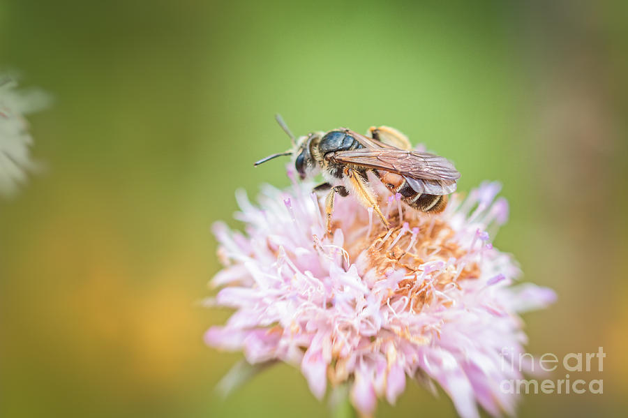 Pollinator #2 Photograph by Jivko Nakev
