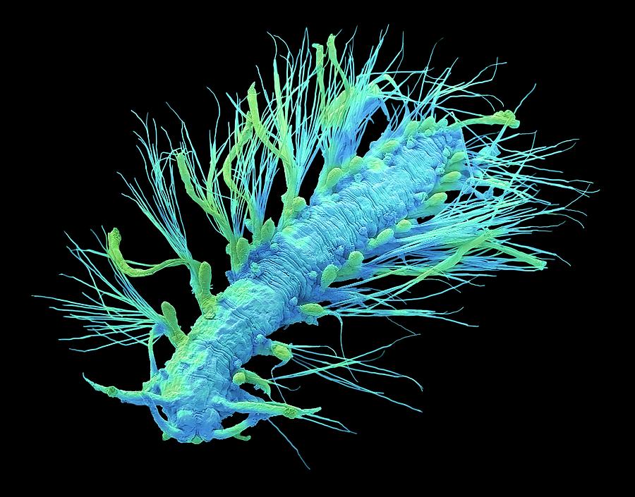 Polychaete Spionid Larvae #1 Photograph by Steve Gschmeissner/science Photo Library