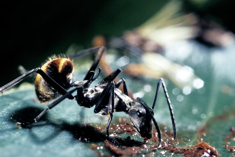 Polyrhachis Laboriosa Ant #1 Photograph by Patrick Landmann/science Photo Library