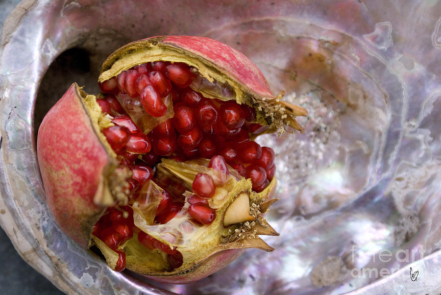 Pomegranate on abalone Photograph by Cindy Garber Iverson
