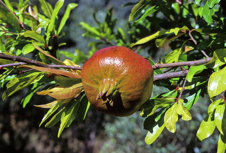 Pomegranate (punica Granatum) #1 Photograph by Bruno Petriglia/science Photo Library