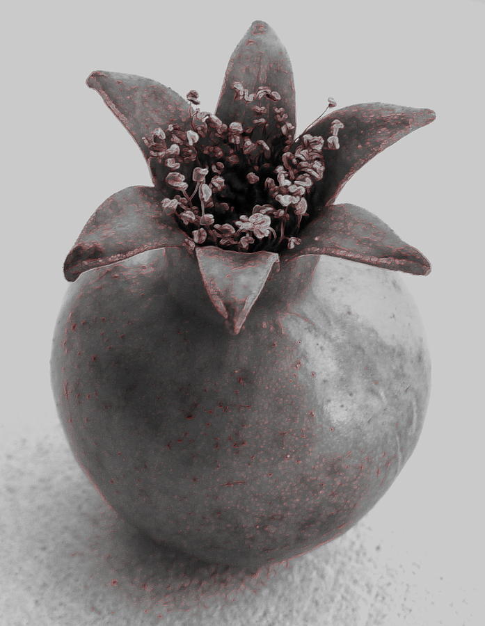 Pomegranate tinted Photograph by Rita Adams