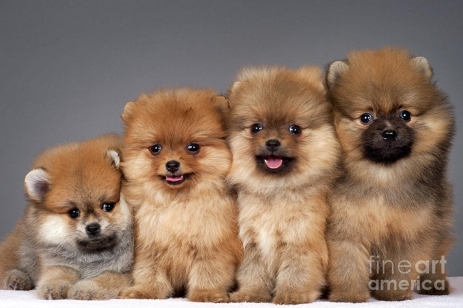 Animal Photograph - Pomeranian puppies #1 by Borislav Stefanov