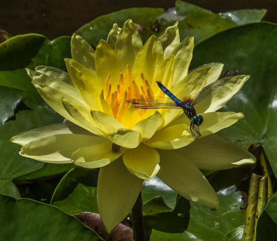 Pond Lily #1 Photograph by Jane Luxton