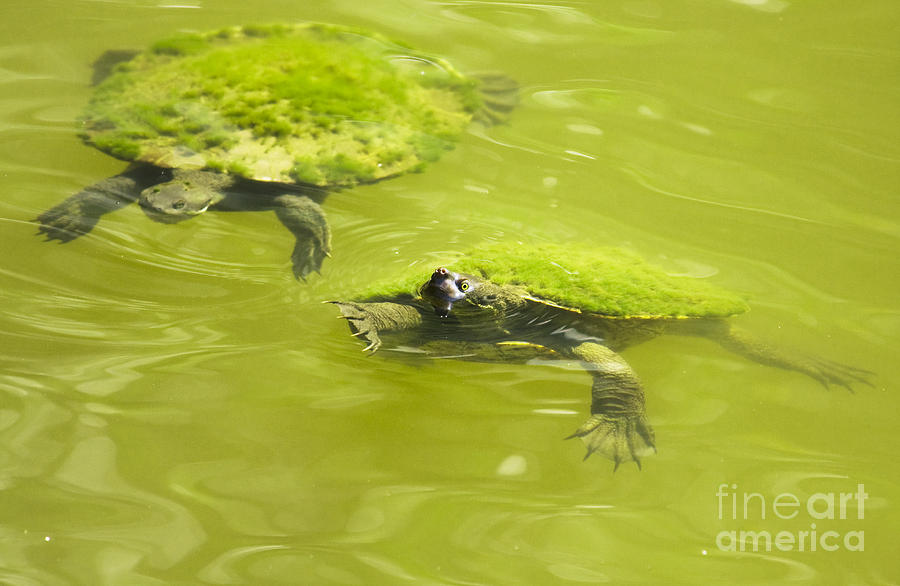 Turtle Photograph - Pond Turtles #1 by Jorgo Photography