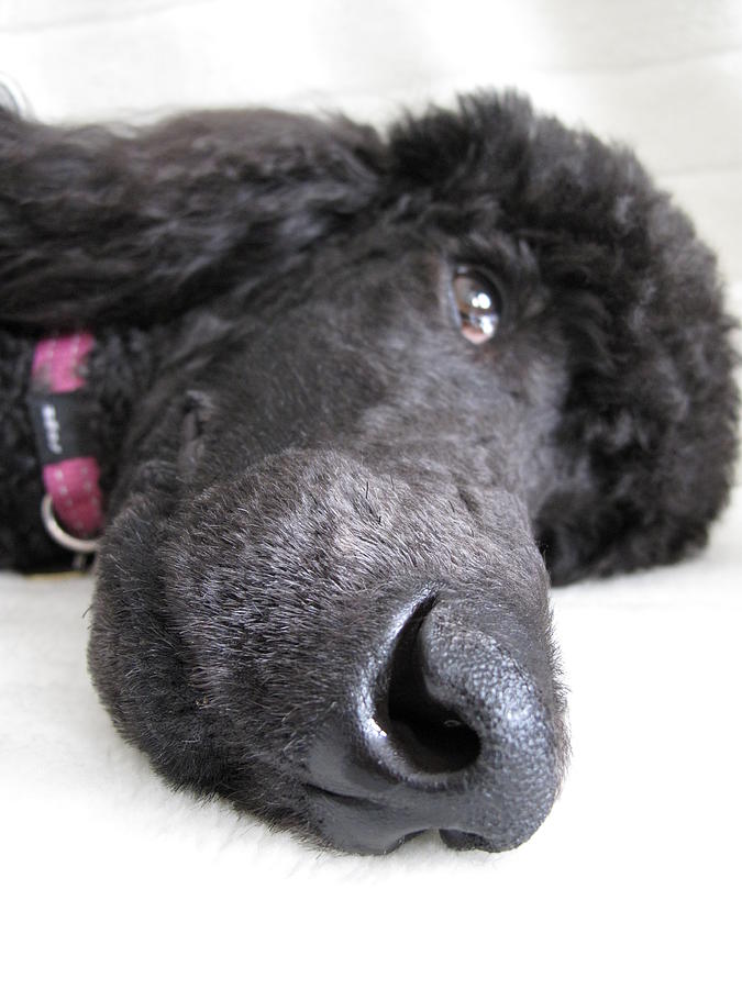 Dog Photograph - Poodle Close-Ups 1 by Jennifer Schwab