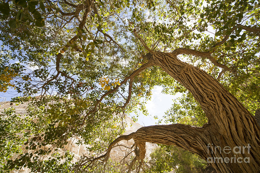 Poplar Trees At A Desert Oasis  #1 Photograph by Eyal Bartov