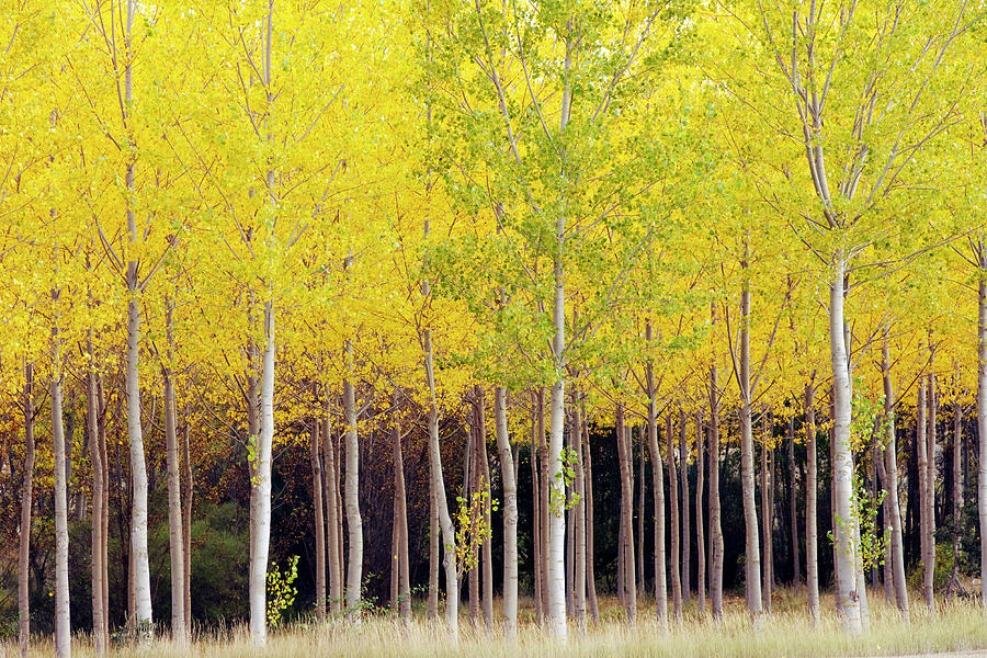 Poplar Trees #1 Photograph by Oliver Strewe