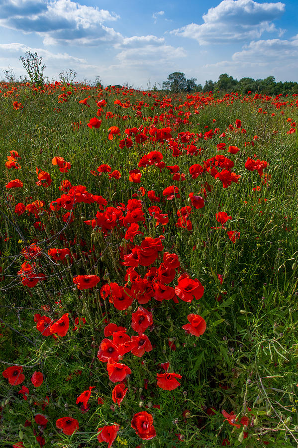 Poppies #1 Photograph by Gary Eason