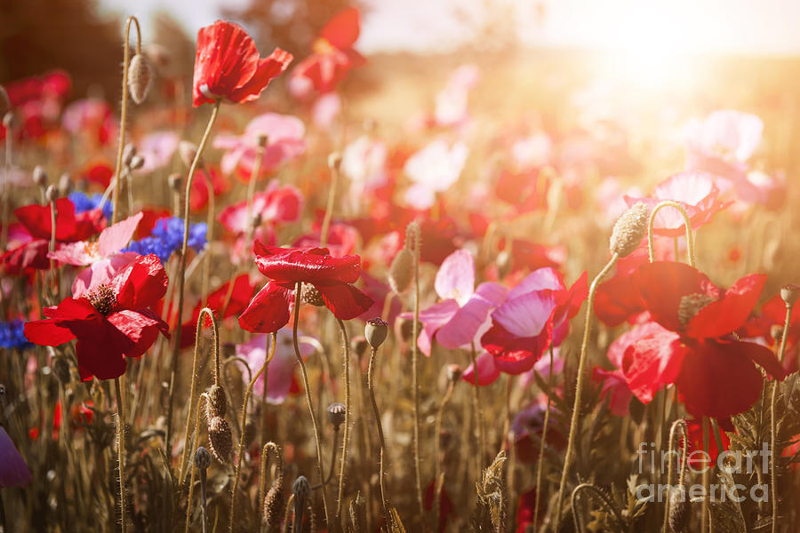 Sunshine in flower meadow with poppies Photograph by Elena Elisseeva