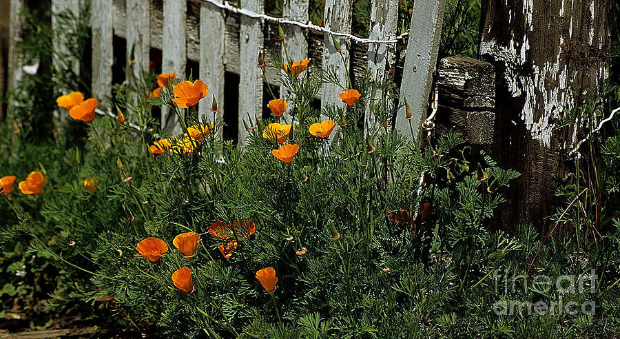 Poppies #1 Photograph by Sharon Elliott
