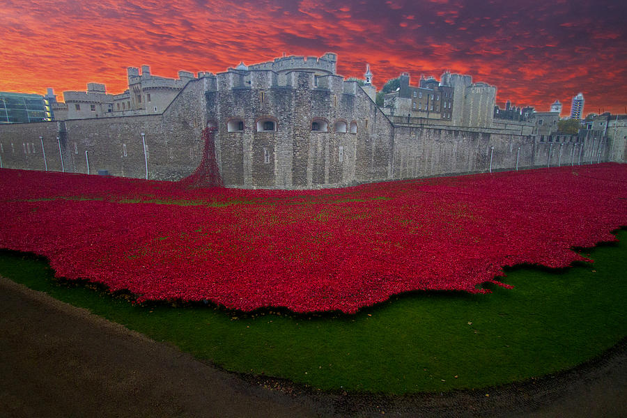 Poppies Tower of London #1 Photograph by David French
