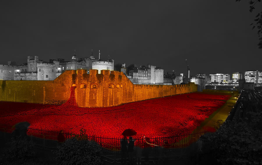 Poppies Tower of London night  #1 Photograph by David French
