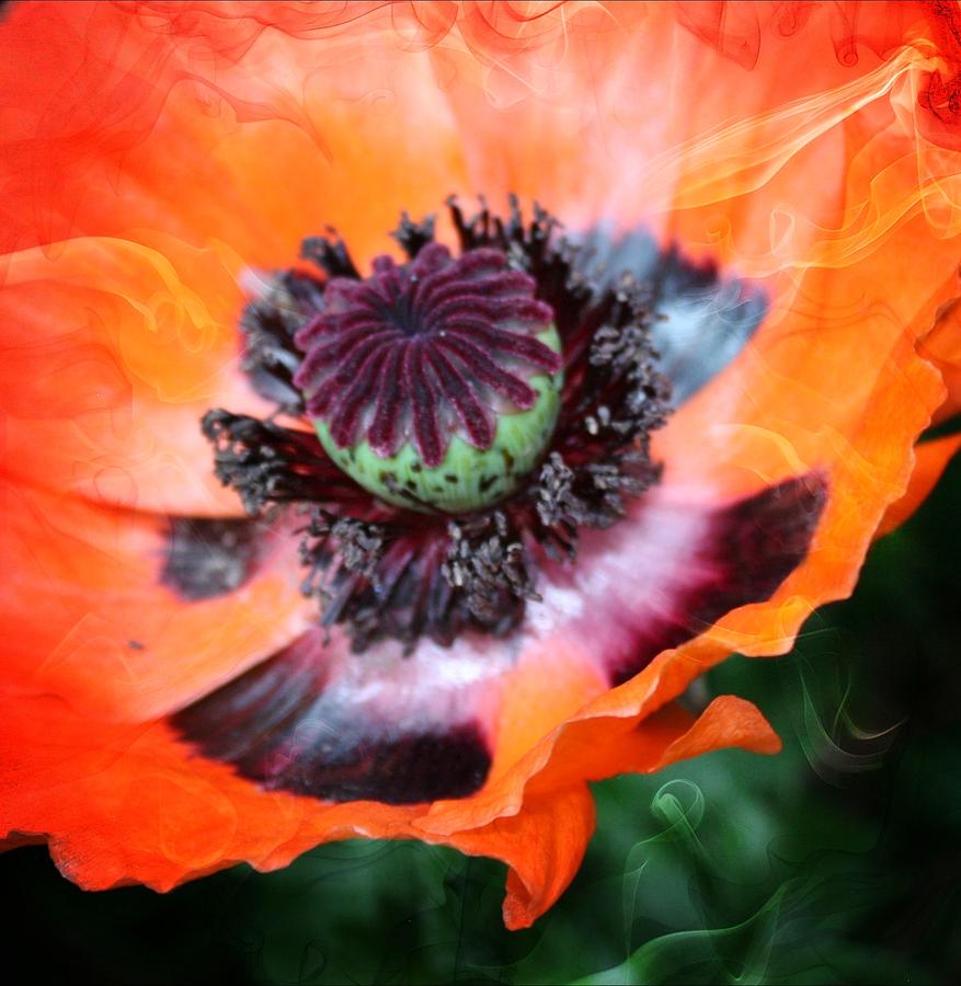 Poppy Photograph by Cathie Tyler - Fine Art America