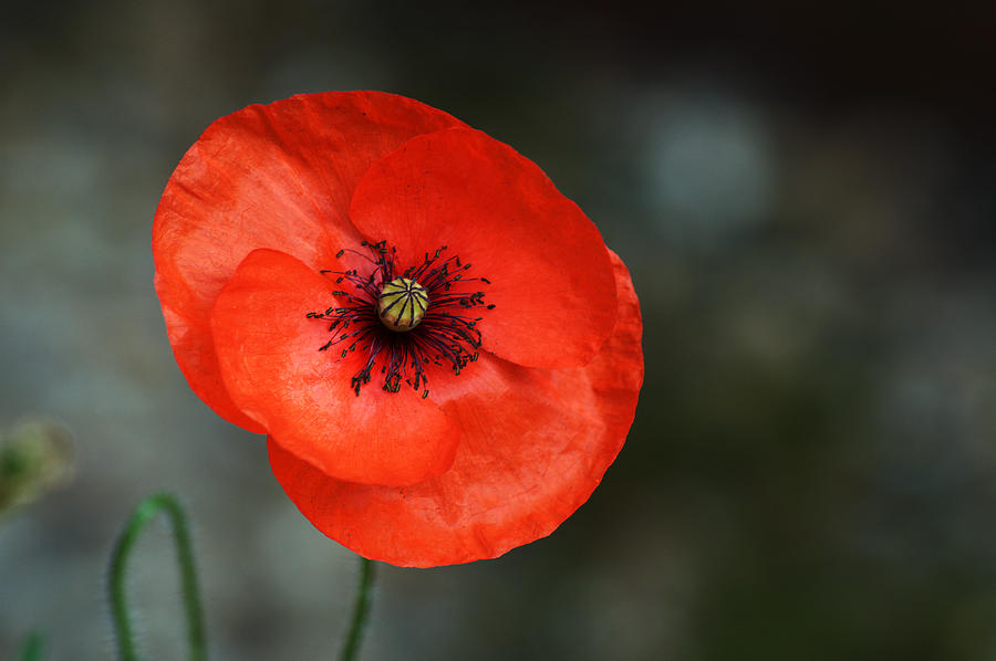 Poppy #1 Photograph by Chris Day