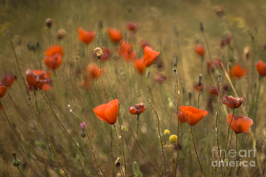 Poppy Photograph - Poppy Field #1 by Ang El