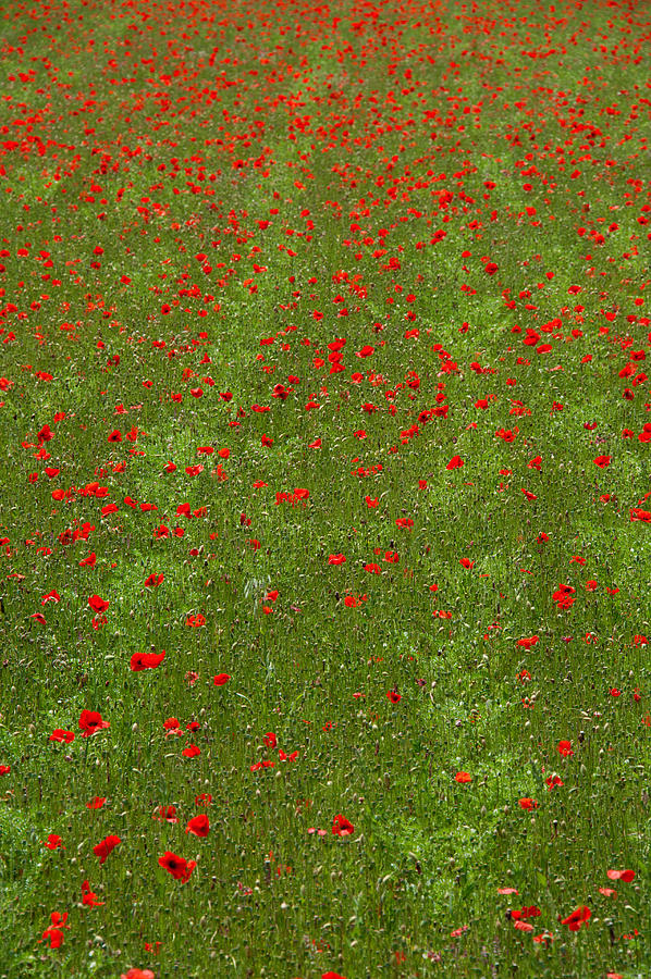 Poppy Photograph - Poppy Field In Bloom, Les Gres, Sault #1 by Panoramic Images