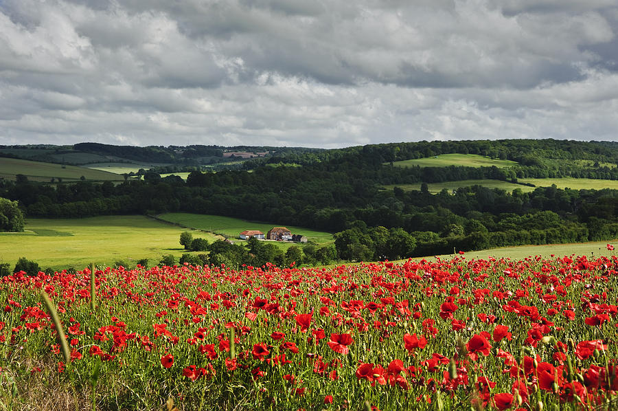 Poppy field in English countryside landscape Photograph by Matthew Gibson