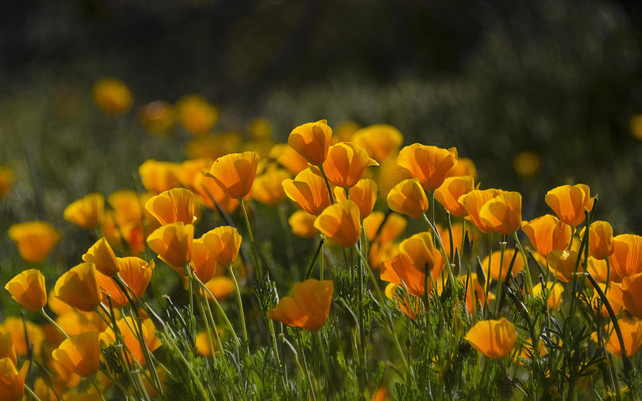 Poppy Fields Forever Photograph by Saija Lehtonen