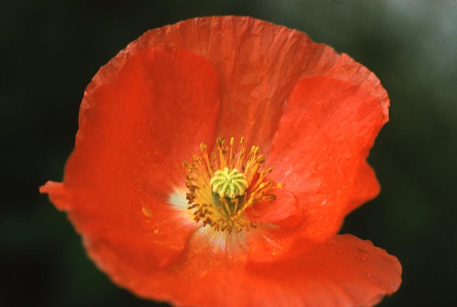 Poppy Flower #1 Photograph by Retro Images Archive