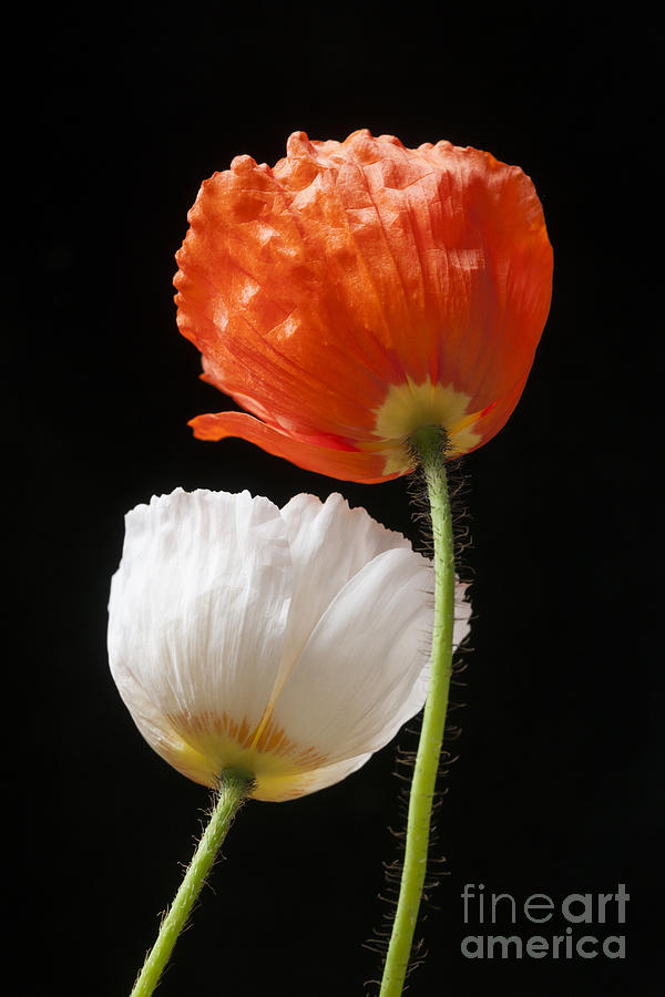 Two Poppies On Black Photograph