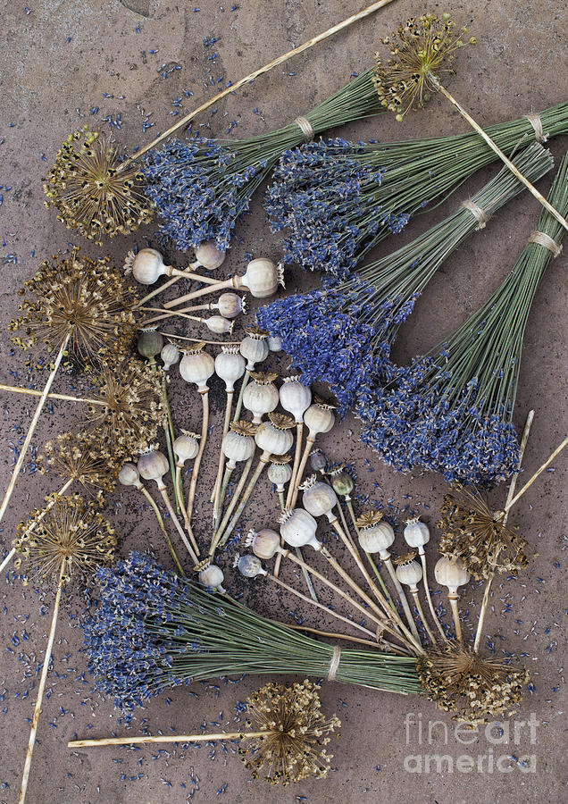 Poppy seed pods and dried lavender #1 Photograph by Tim Gainey