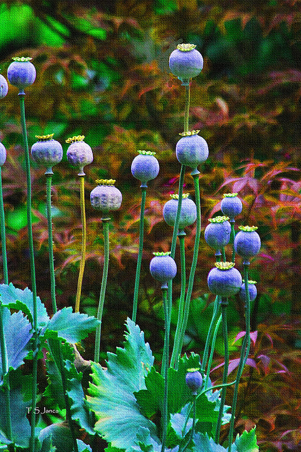 Poppy Seed Pods #1 Photograph by Tom Janca