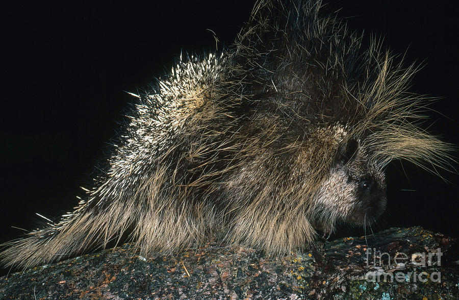 Porcupine #1 Photograph by Art Wolfe